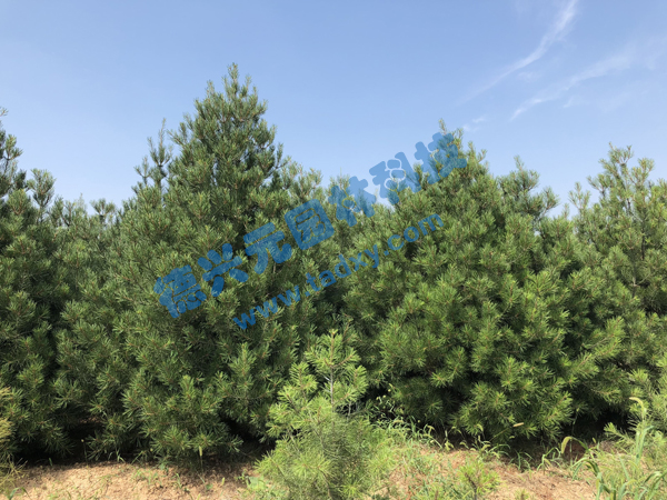 �c���鿴Ԕ����Ϣ���}����Ƥ�� ��x�Δ���2162