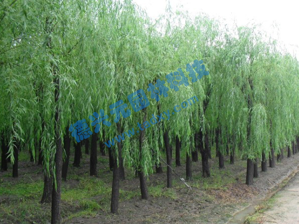 �c���鿴Ԕ����Ϣ���}������ ��x�Δ���2301