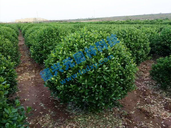 �c���鿴Ԕ����Ϣ���}�����~�S���� ��x�Δ���2443