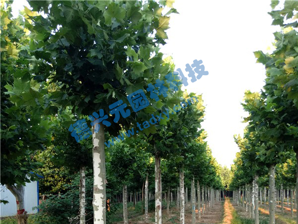 �c���鿴Ԕ����Ϣ���}����ͩ ��x�Δ���2305