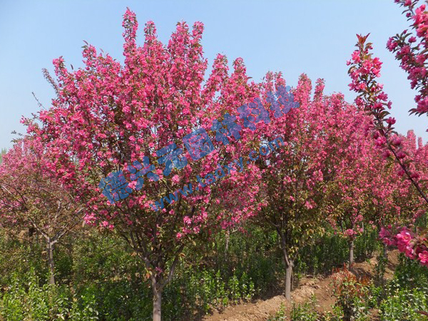 �c���鿴Ԕ����Ϣ���}������ ��x�Δ���2309