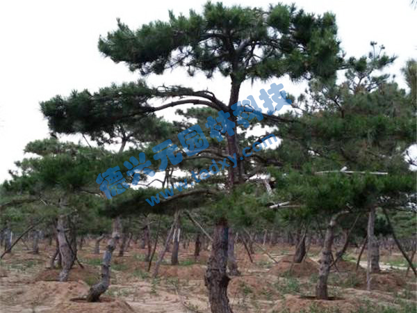 �c���鿴Ԕ����Ϣ���}������ ��x�Δ���2374