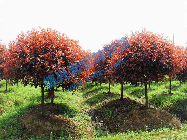 �c���鿴Ԕ����Ϣ���}���t�~ʯ骘� ��x�Δ���2609