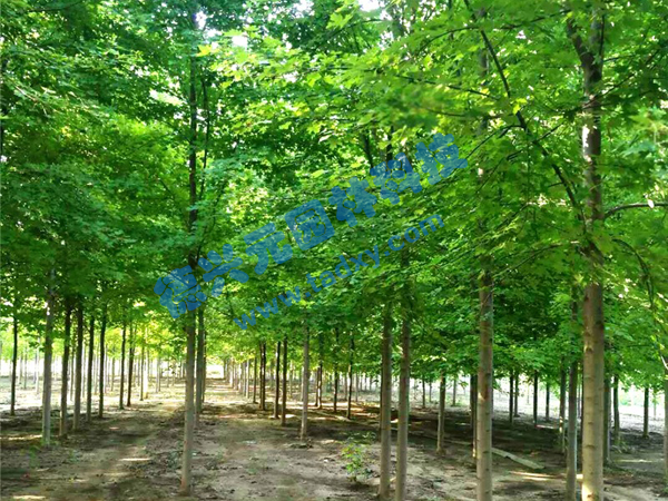 �c���鿴Ԕ����Ϣ���}�������t�� ��x�Δ���1965