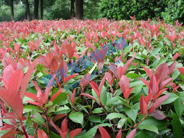 �c���鿴Ԕ����Ϣ���}���t�~ʯ� ��x�Δ���2362