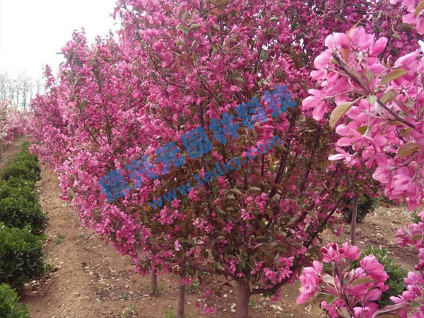 �c���鿴Ԕ����Ϣ���}���k������ ��x�Δ���2152