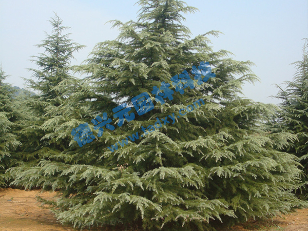 �c���鿴Ԕ����Ϣ���}��ѩ�� ��x�Δ���1869