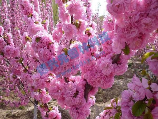 �c���鿴Ԕ����Ϣ���}���ѻ� ��x�Δ���1913