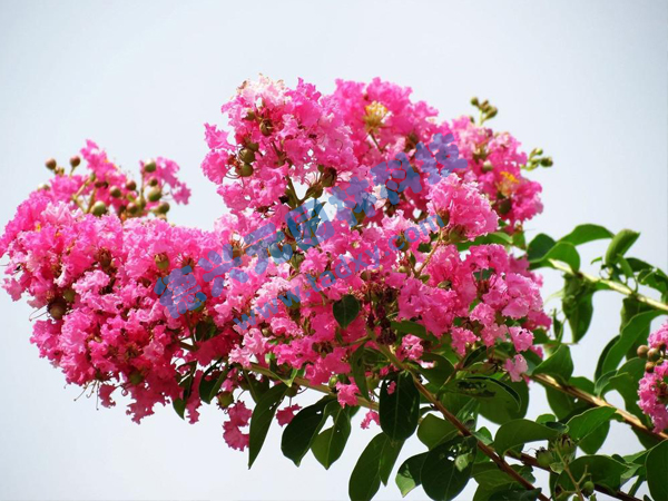 �c���鿴Ԕ����Ϣ���}����ޱ ��x�Δ���1864